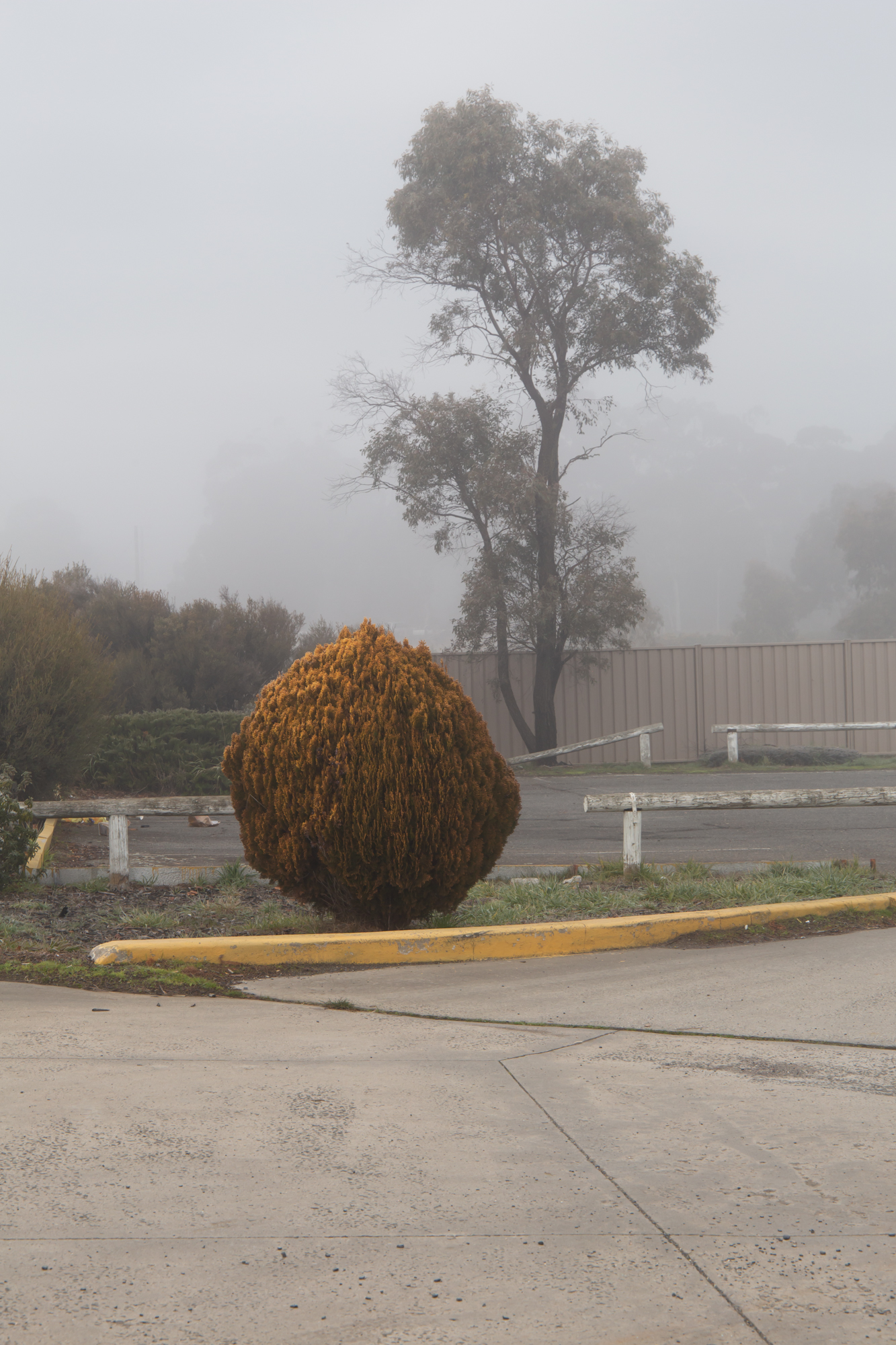 Fotografía de la serie Macedon Ranges (morning fog). Jo Kanilowski.